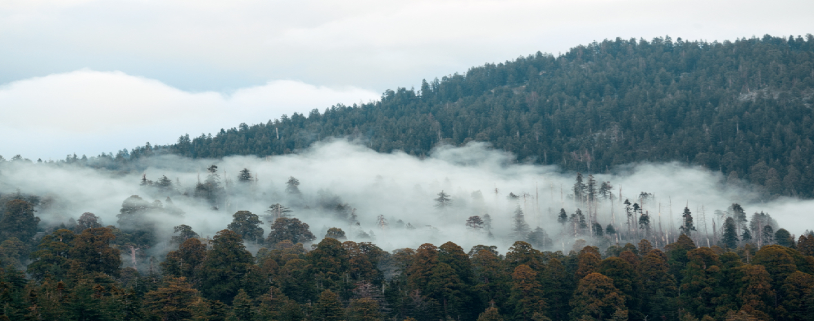 Protecting Workers from Wildfire Smoke