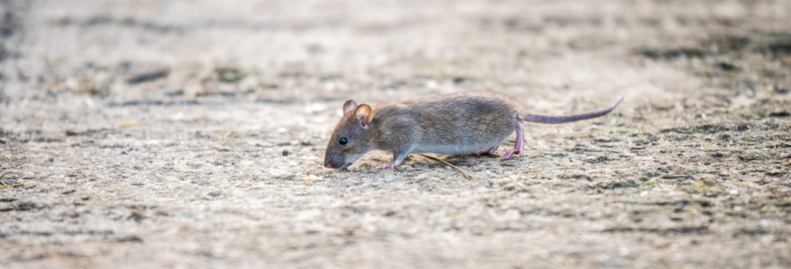 Are Rats Becoming Resistant to Poison?