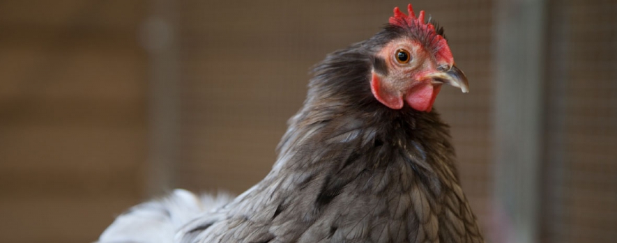 Keeping Livestock and Workers Protected From Avian Flu
