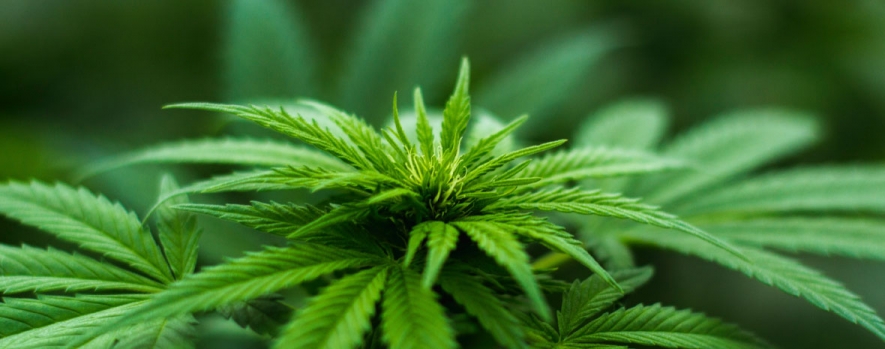 Cannabis - Personal Protective Equipment Cannabis - Personal Protective Equipment